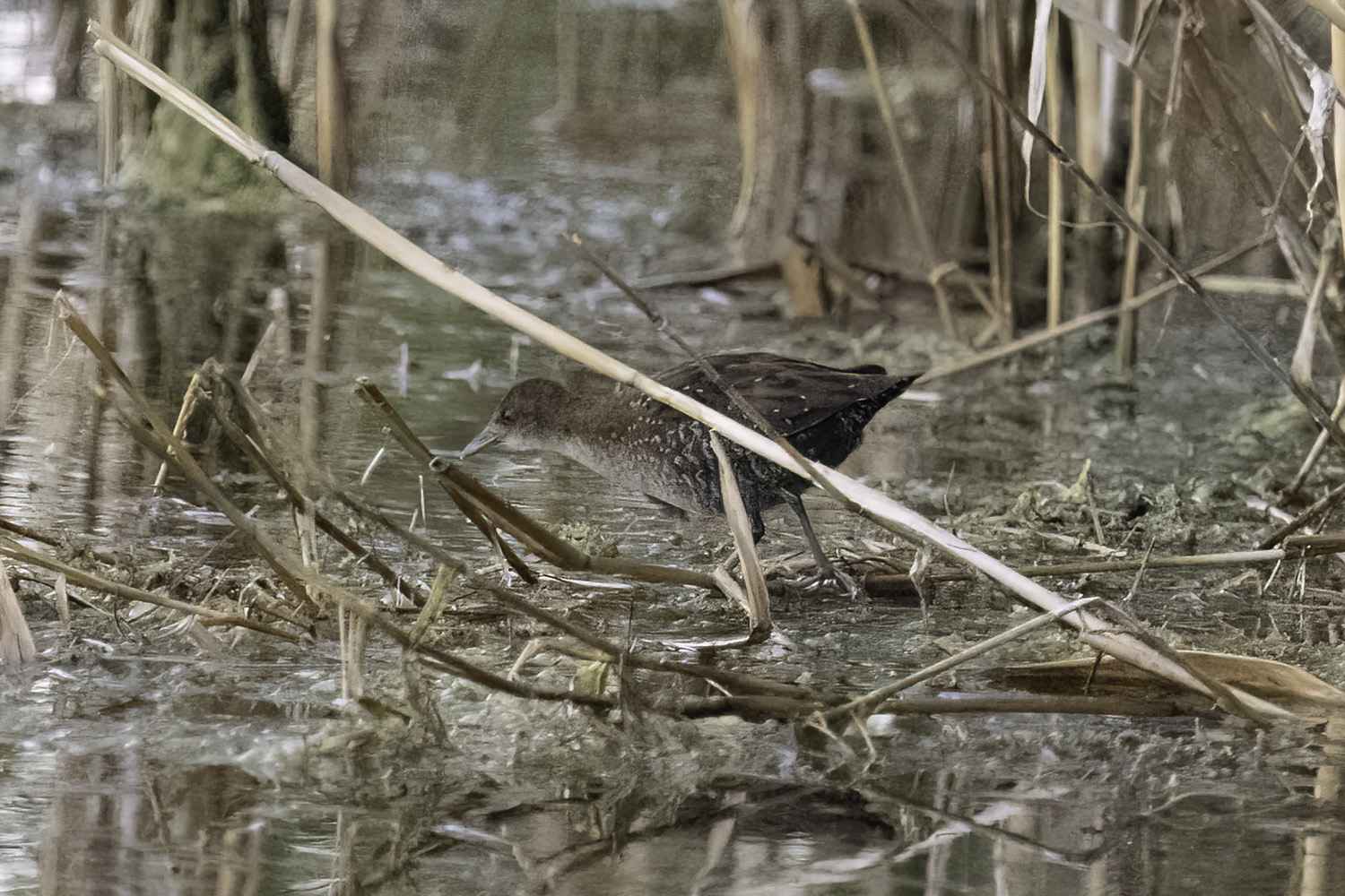 Baillon's Crake