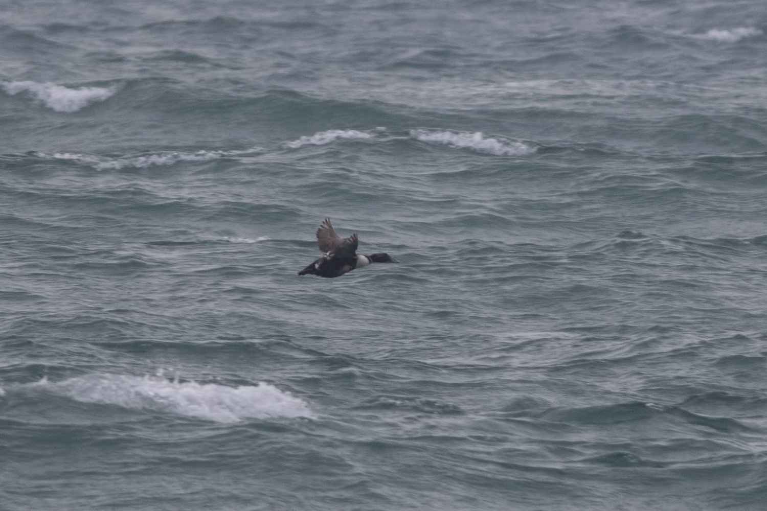 Common Eider