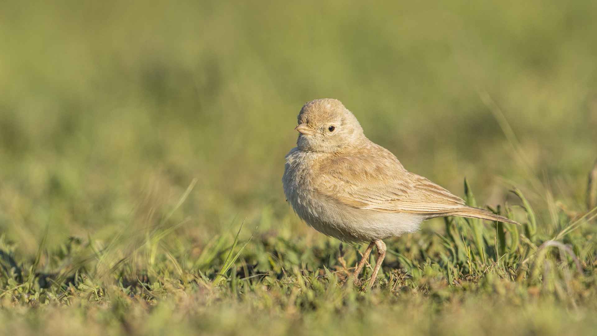 Bar-tailed Lark