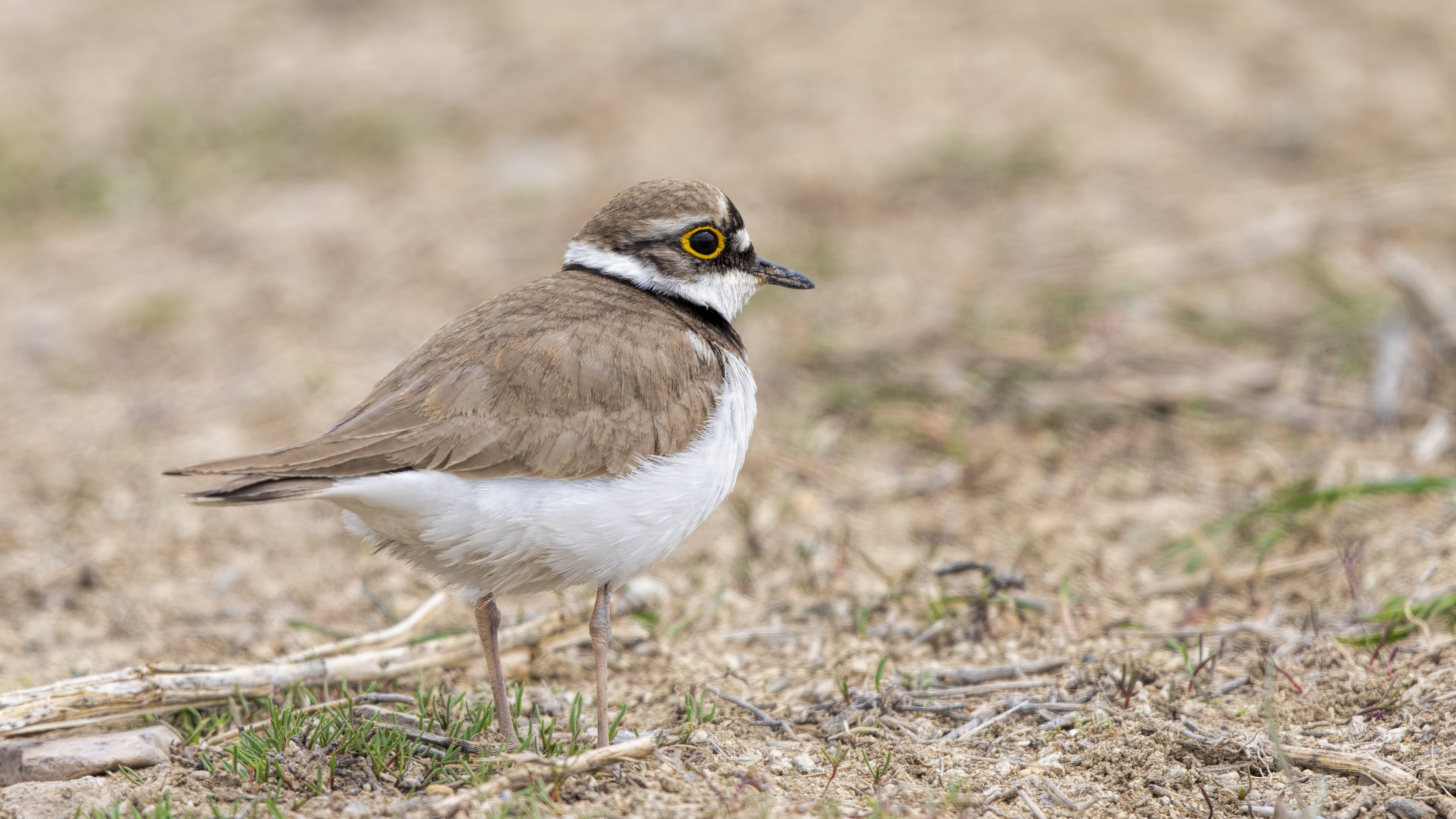 Little Ringed Plover