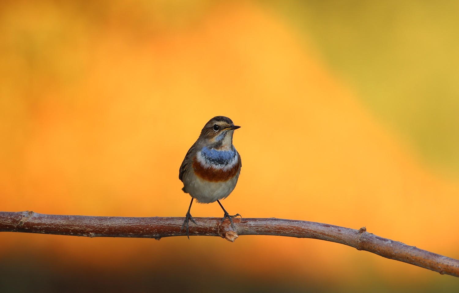 Bluethroat