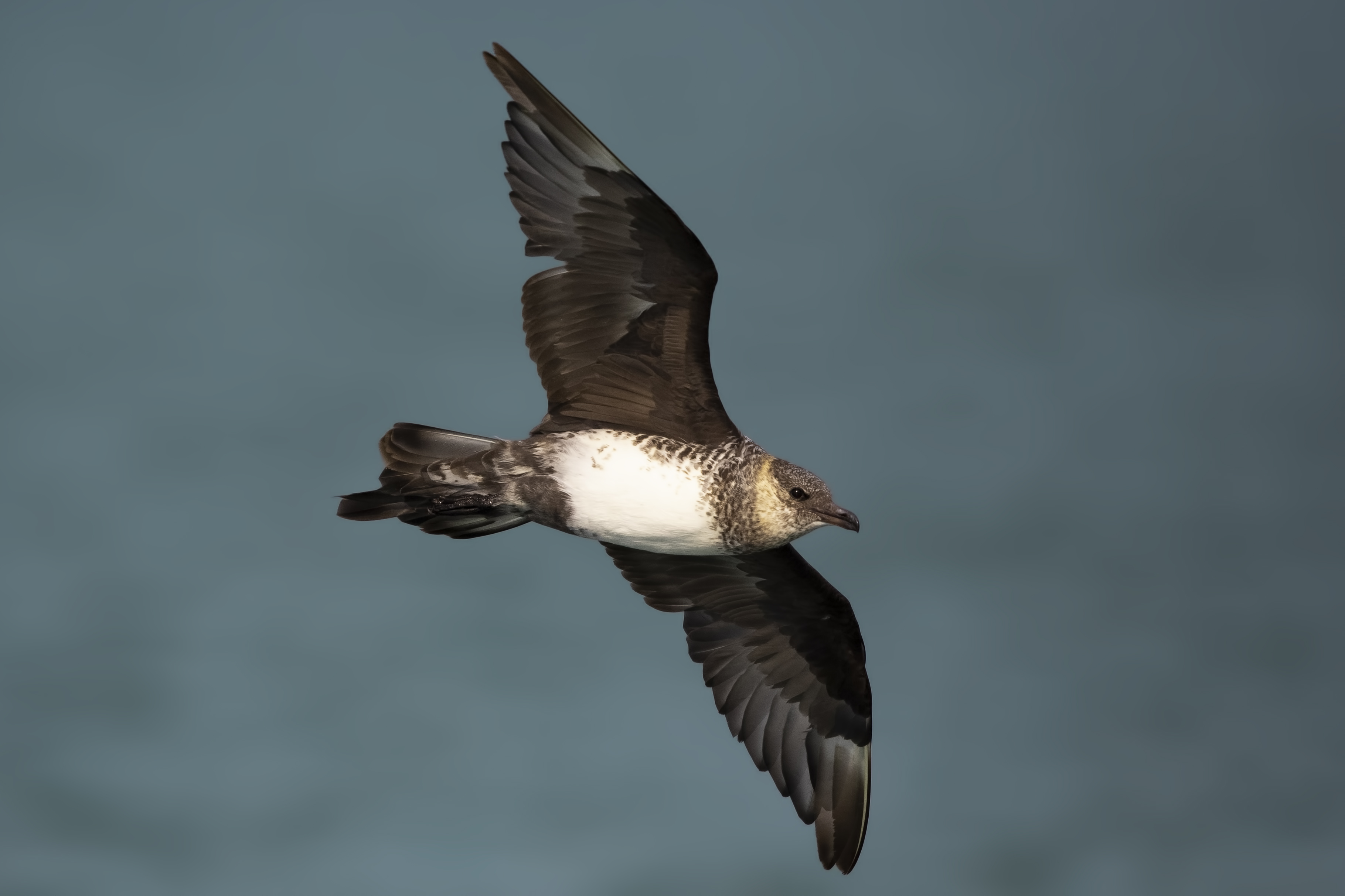 Parasitic Jaeger — Ana fotoğraf