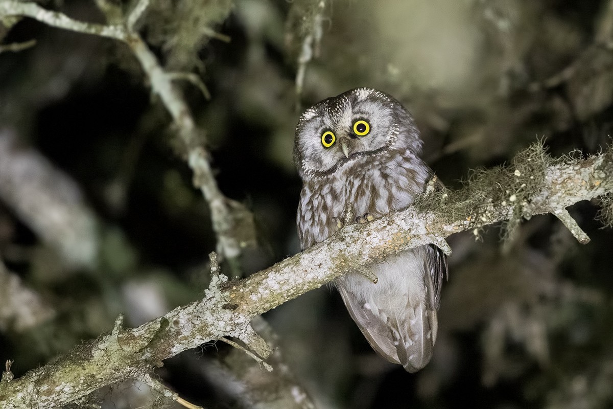 Boreal Owl