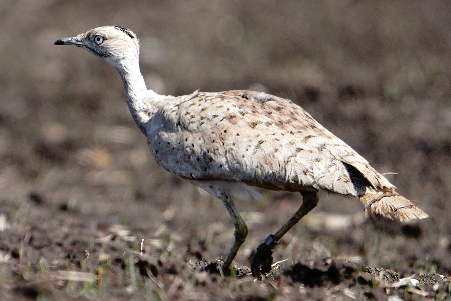 Macqueen's Bustard