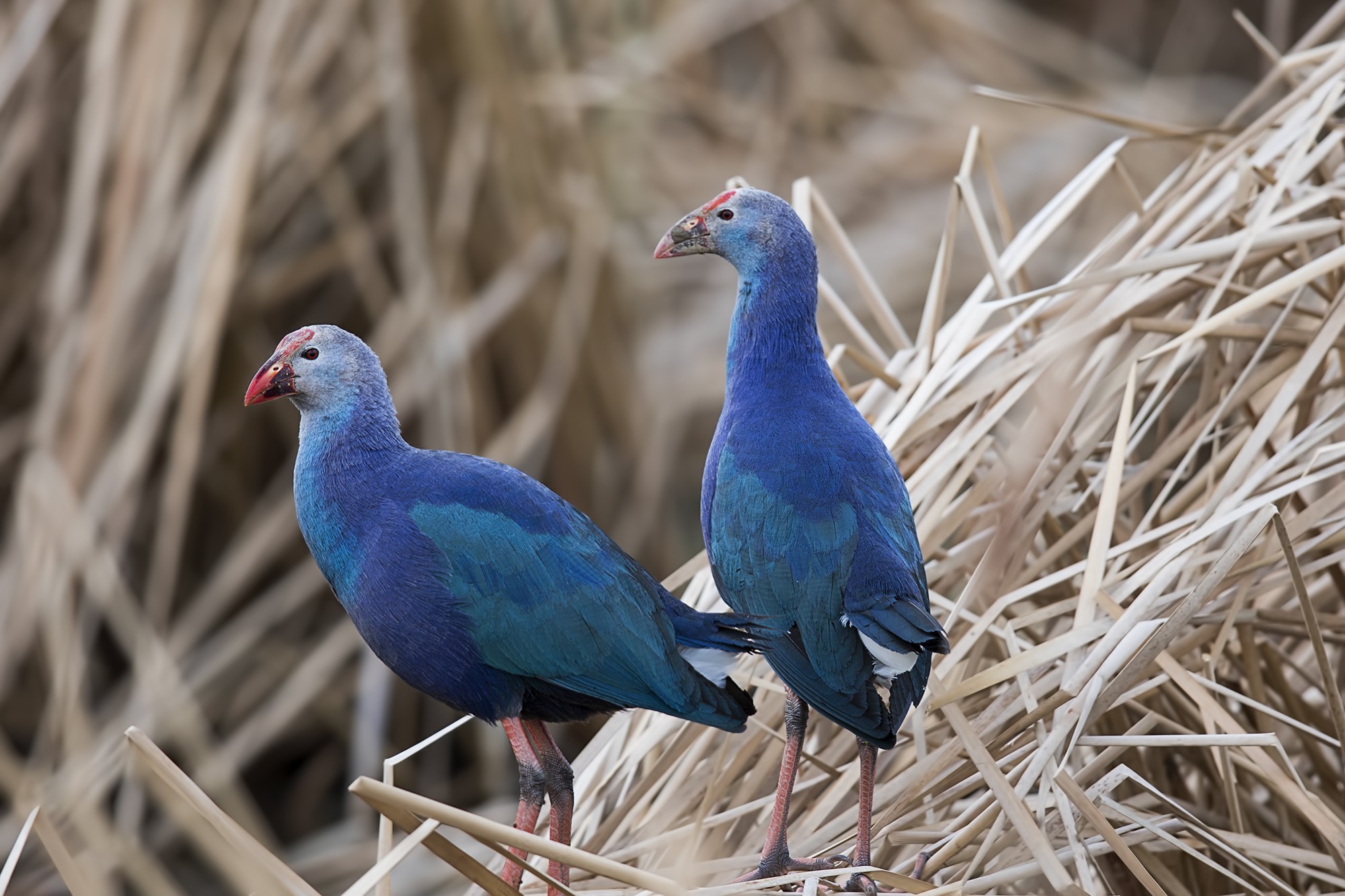 Western Swamphen