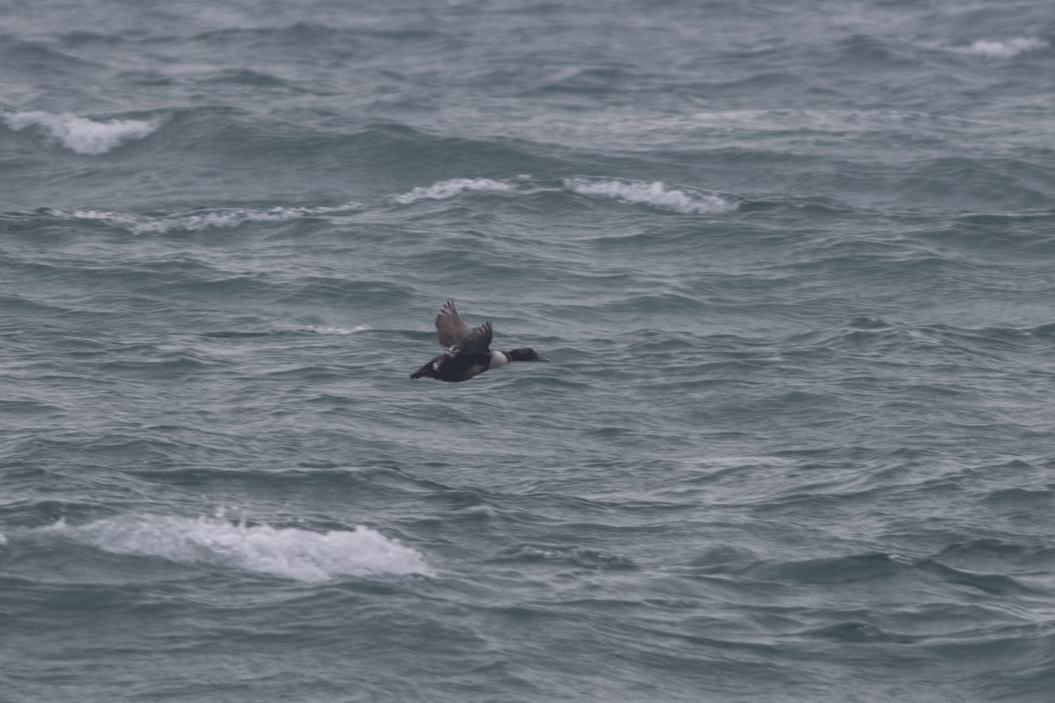 Common Eider