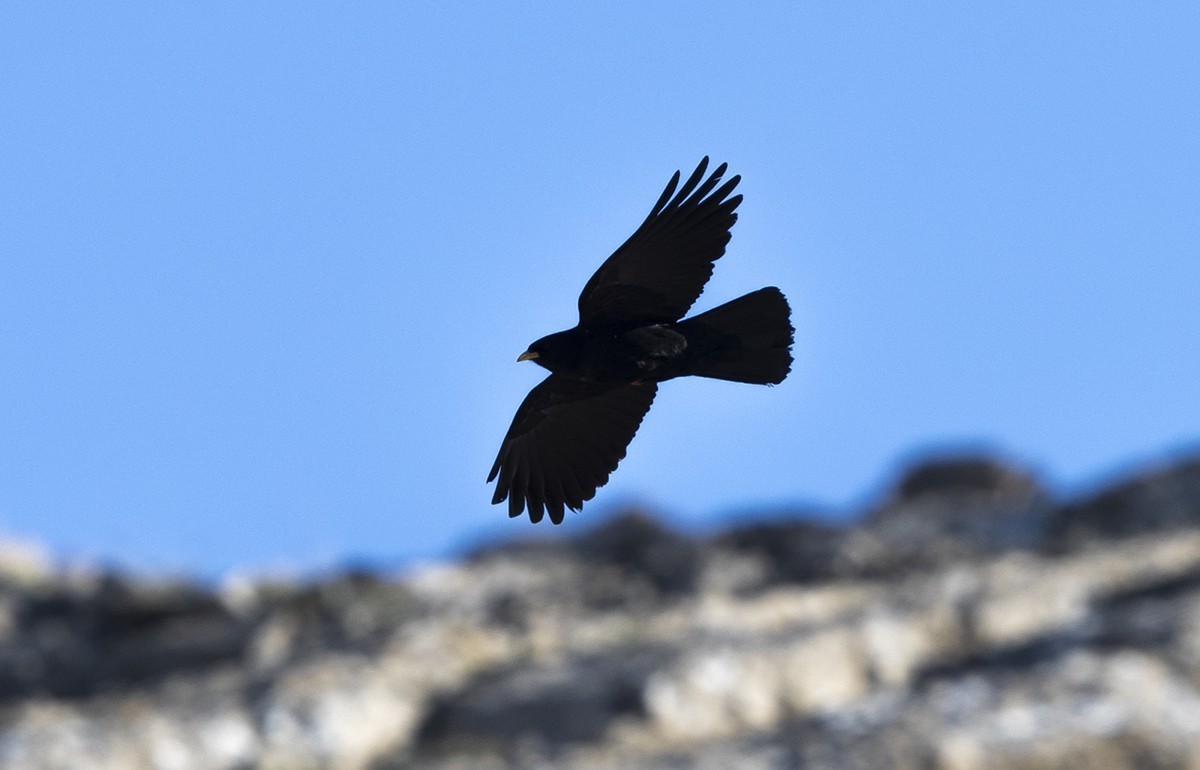 Yellow-billed Chough