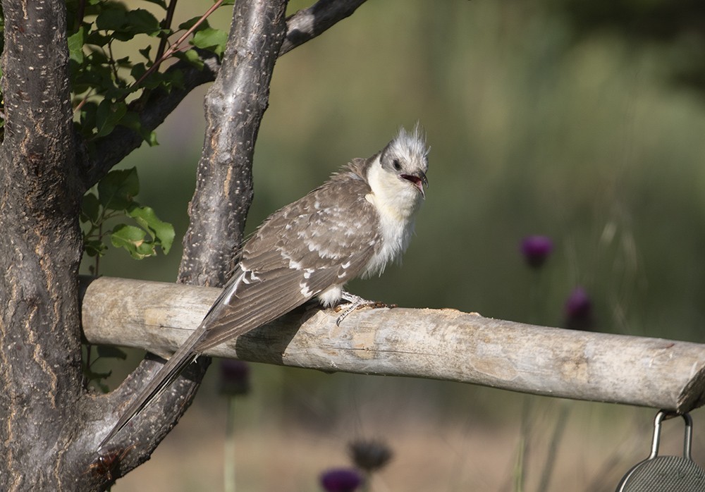 Great Spotted Cuckoo