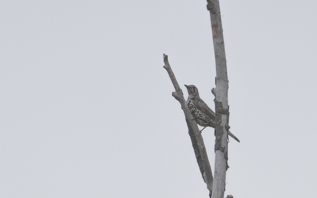 Mistle Thrush