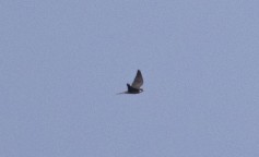 Eleonora's Falcon