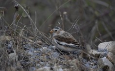 Snow Bunting