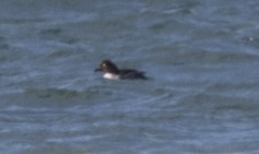 Common Goldeneye