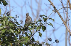 Redwing