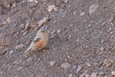 Alpine Accentor