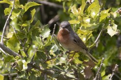 Subalpine Warbler