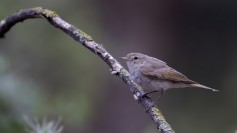 Eastern Bonelli's Warbler