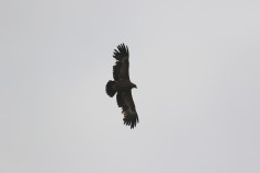 Steppe Eagle