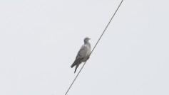 Stock Dove