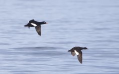 Velvet Scoter