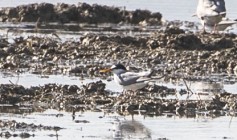 Little Tern