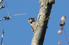 Lesser Spotted Woodpecker