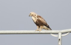 Rough-legged Hawk