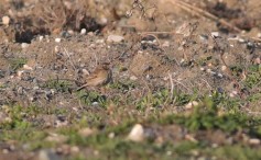 Richard's Pipit