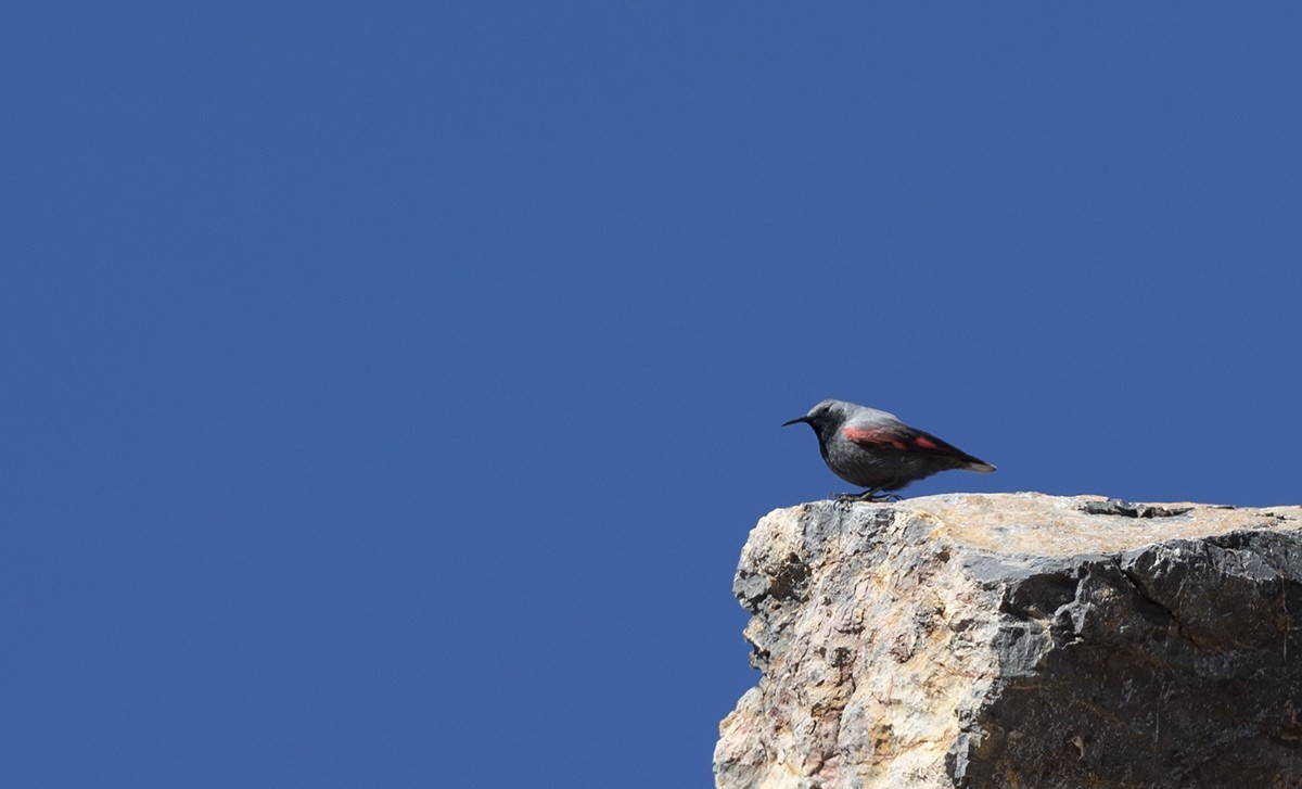Wallcreeper