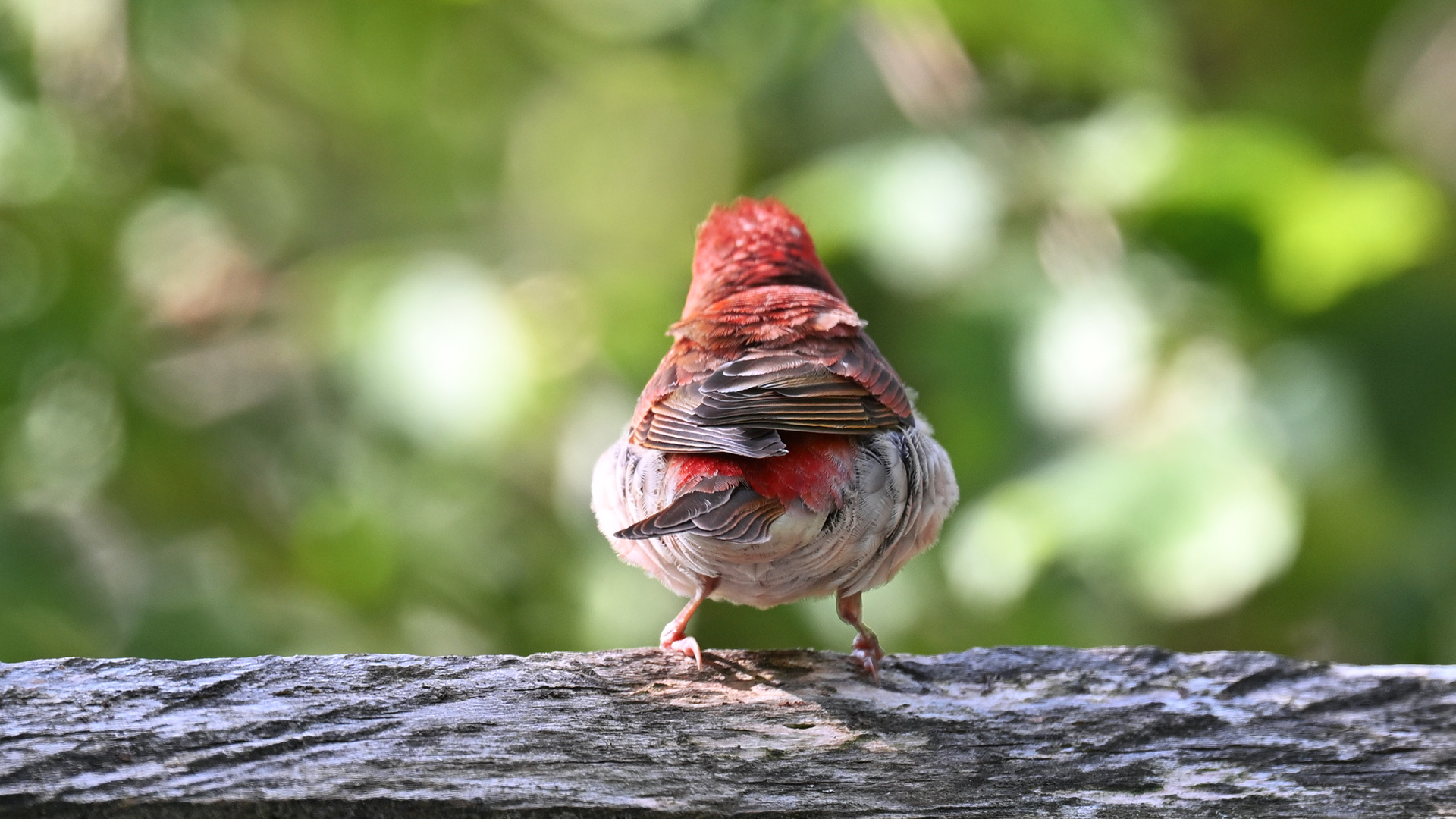 Common Rosefinch