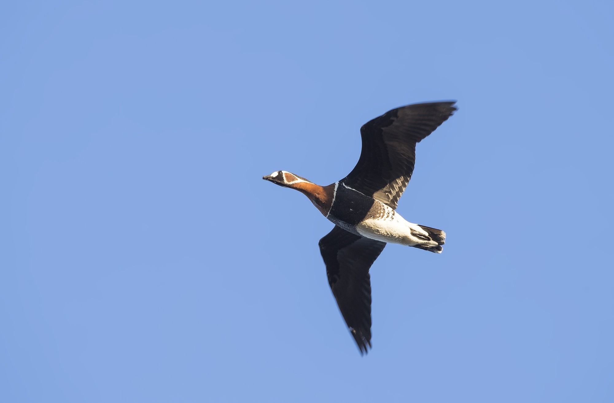 Red-breasted Goose