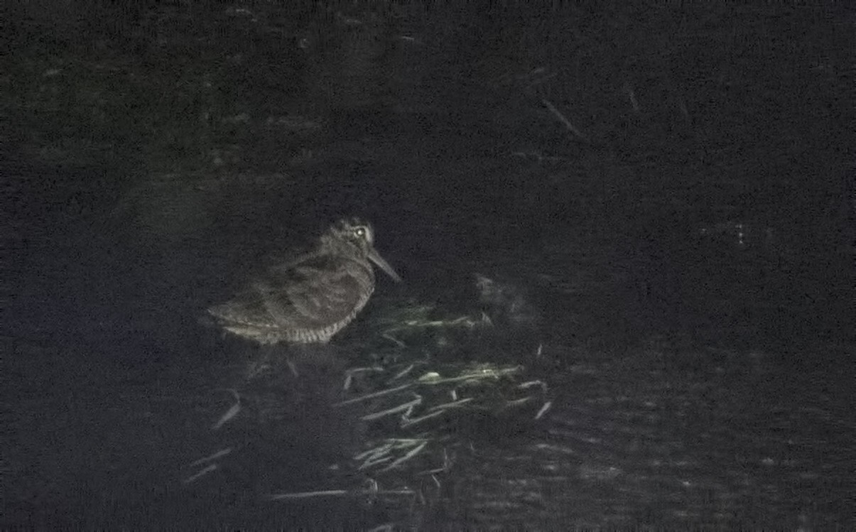 Eurasian Woodcock