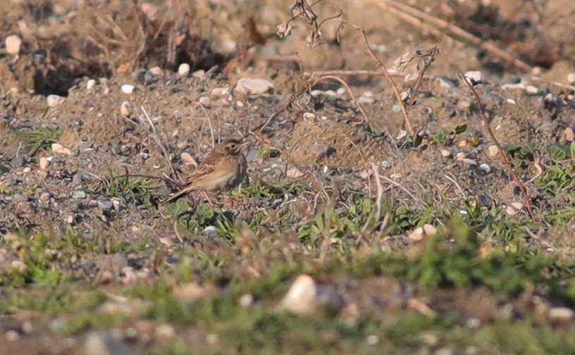 Richard's Pipit