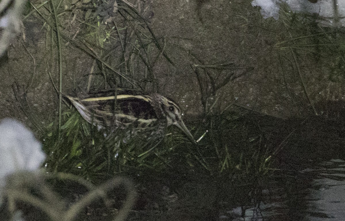 Jack Snipe