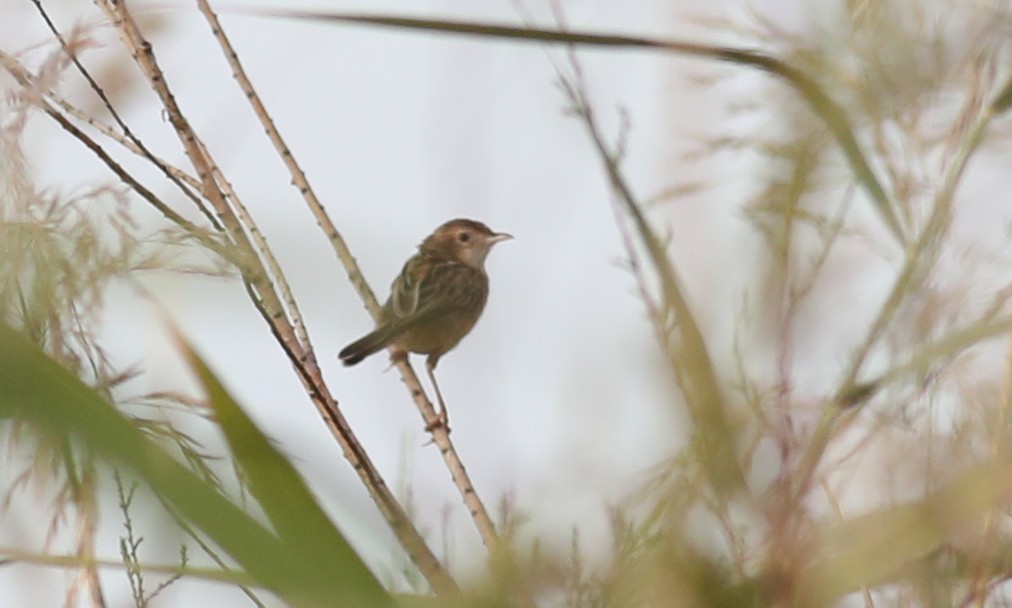 Zitting Cisticola
