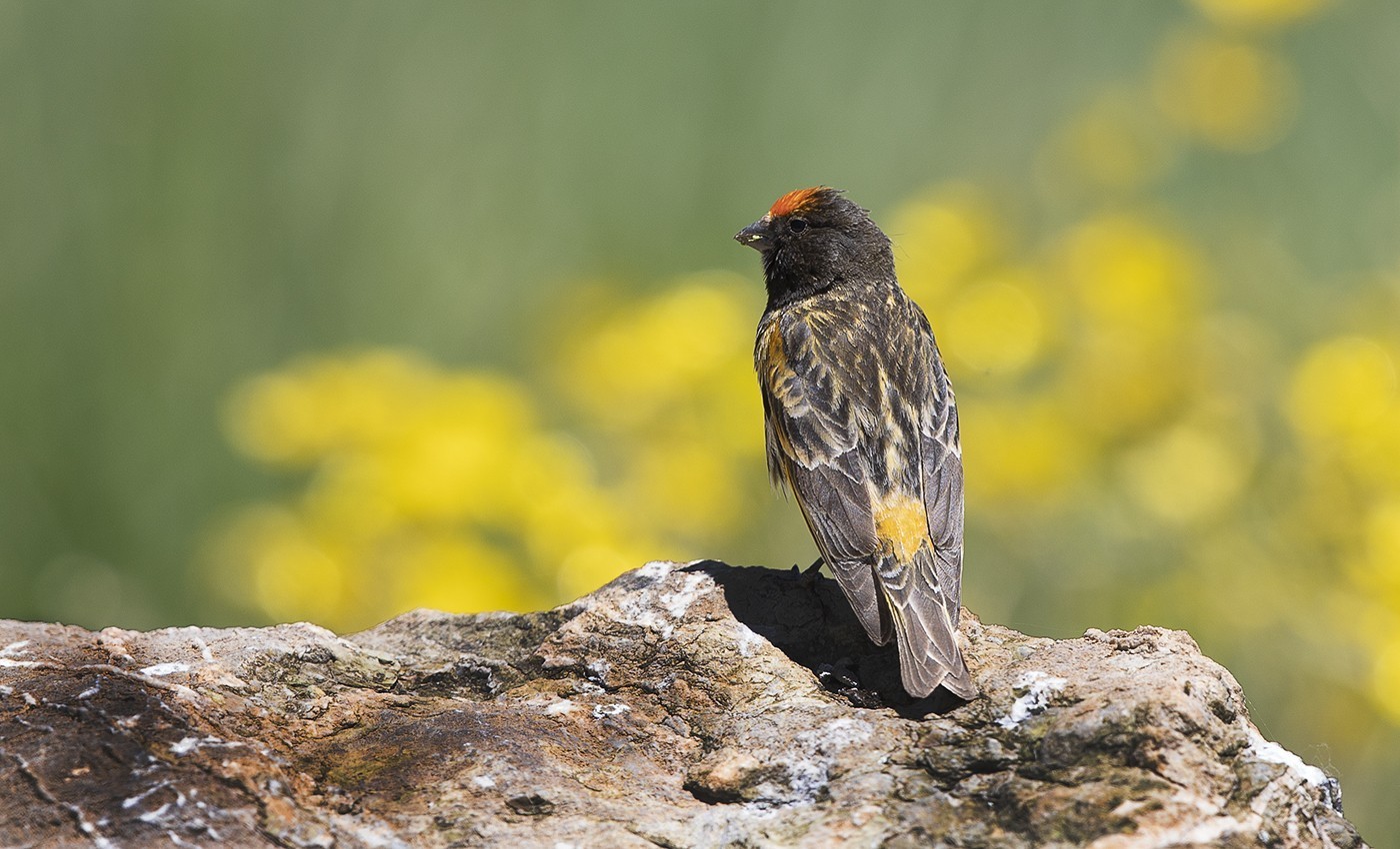 Fire-fronted Serin