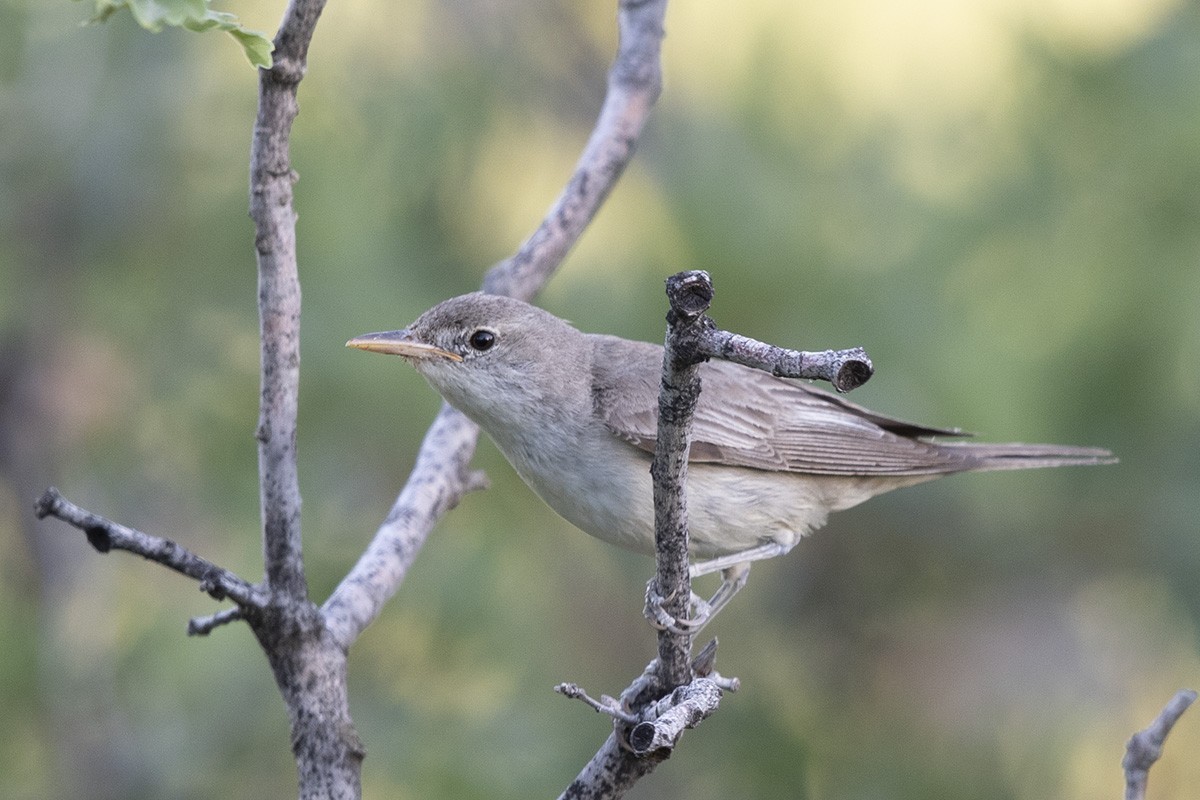 Olive-tree Warbler