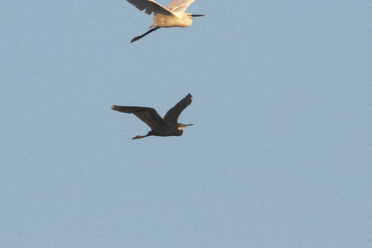 Western Reef-Heron