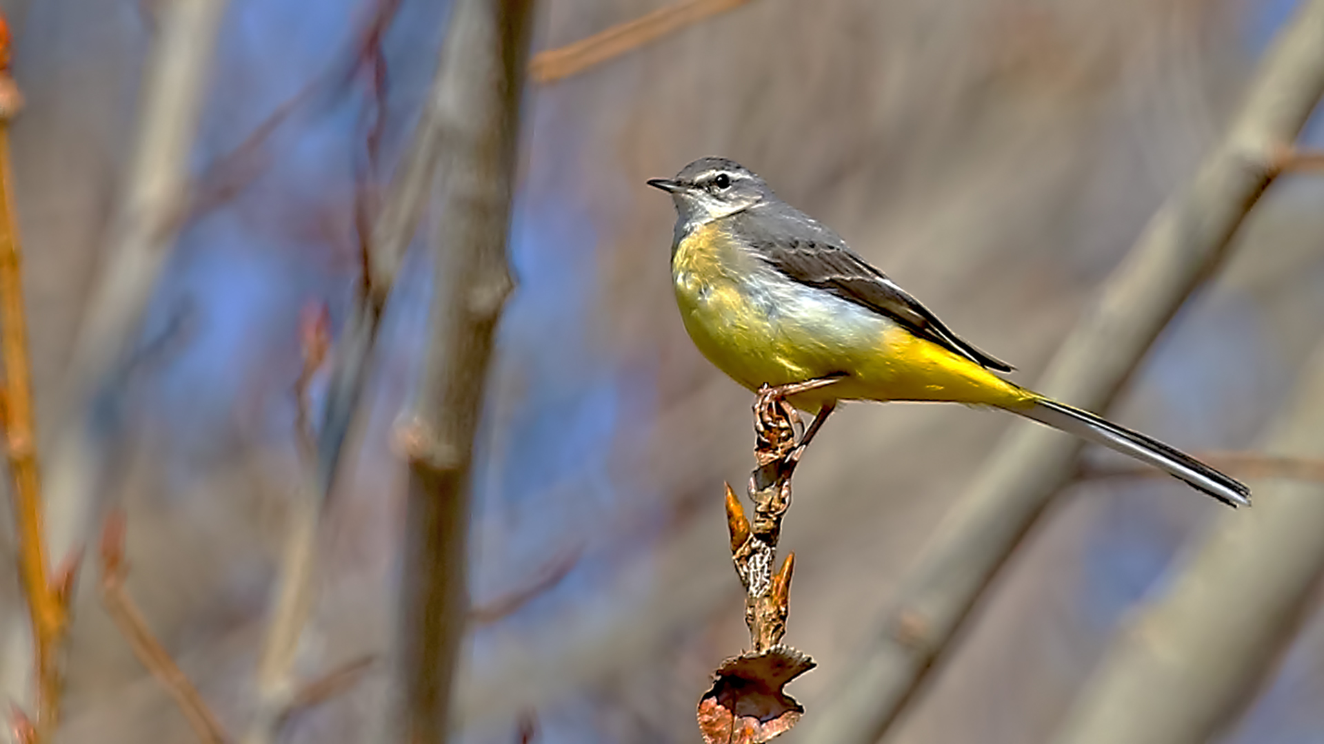 Gray Wagtail