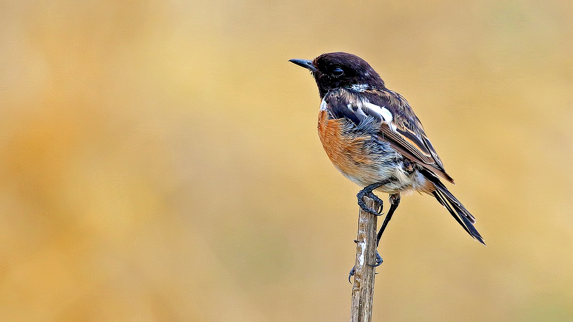 European Stonechat