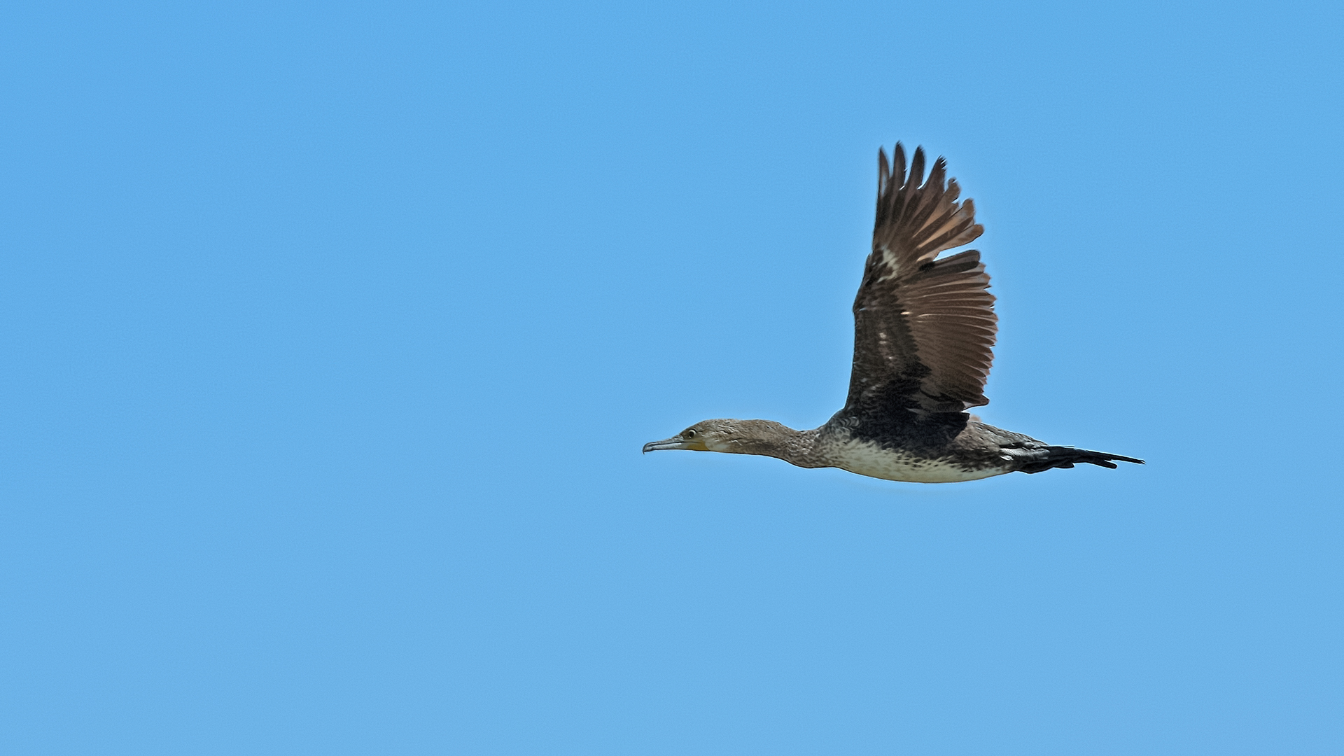 Great Cormorant