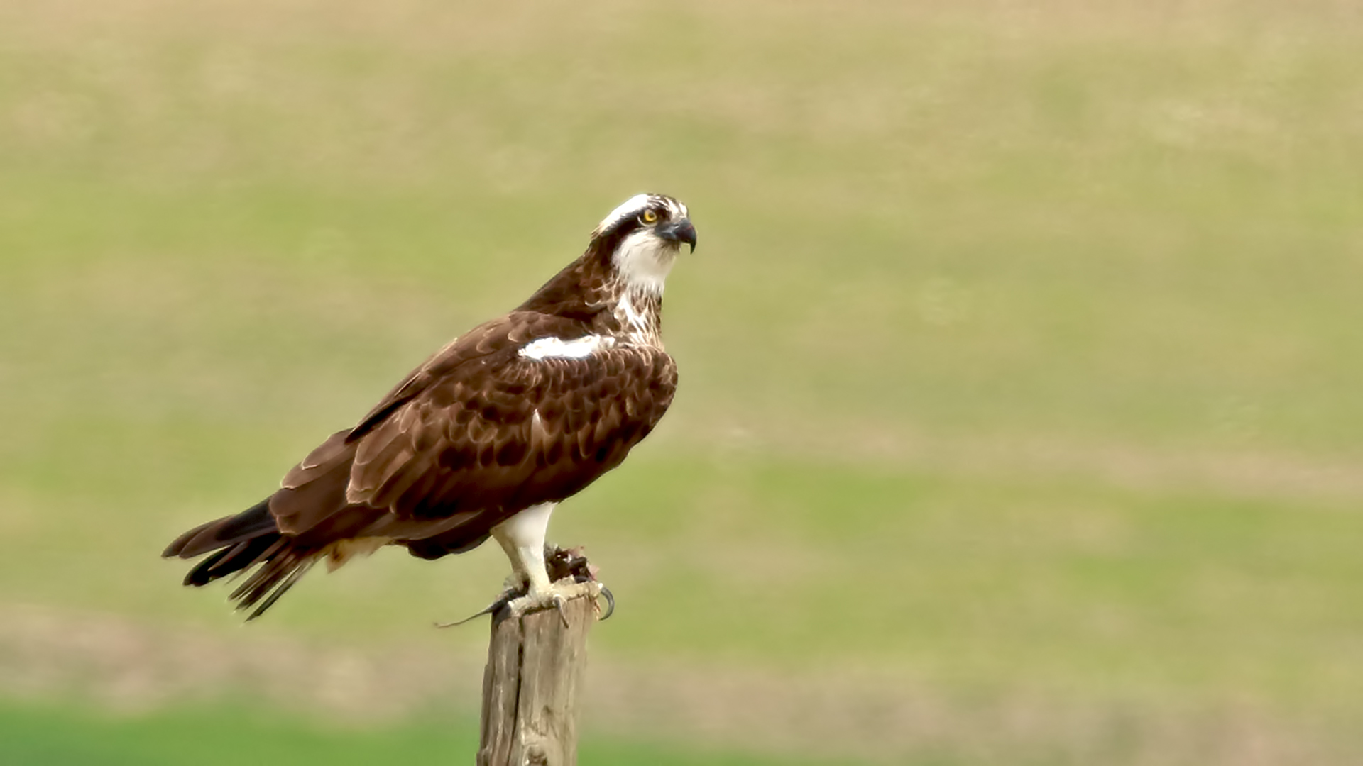 Osprey