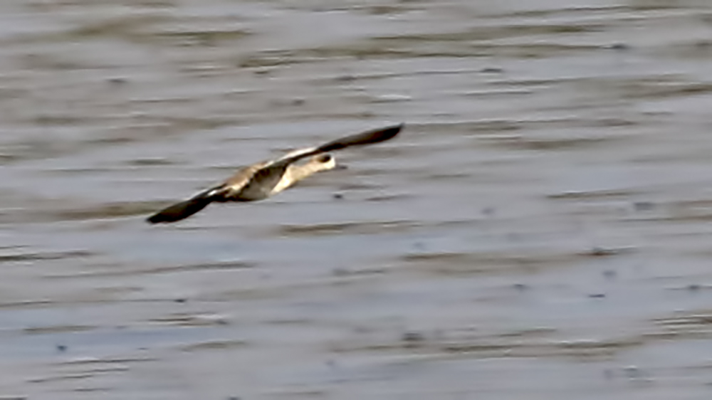 Marbled Teal — Ana fotoğraf