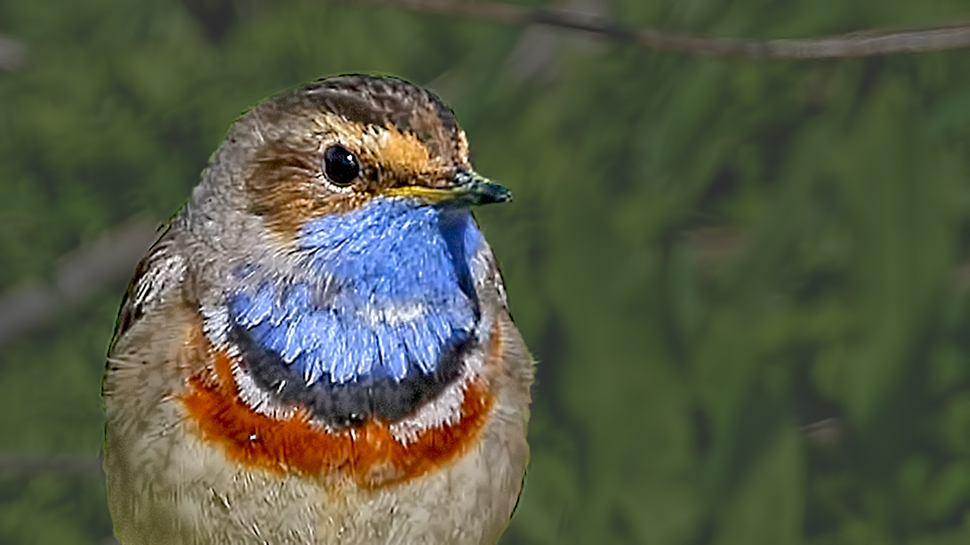 Bluethroat