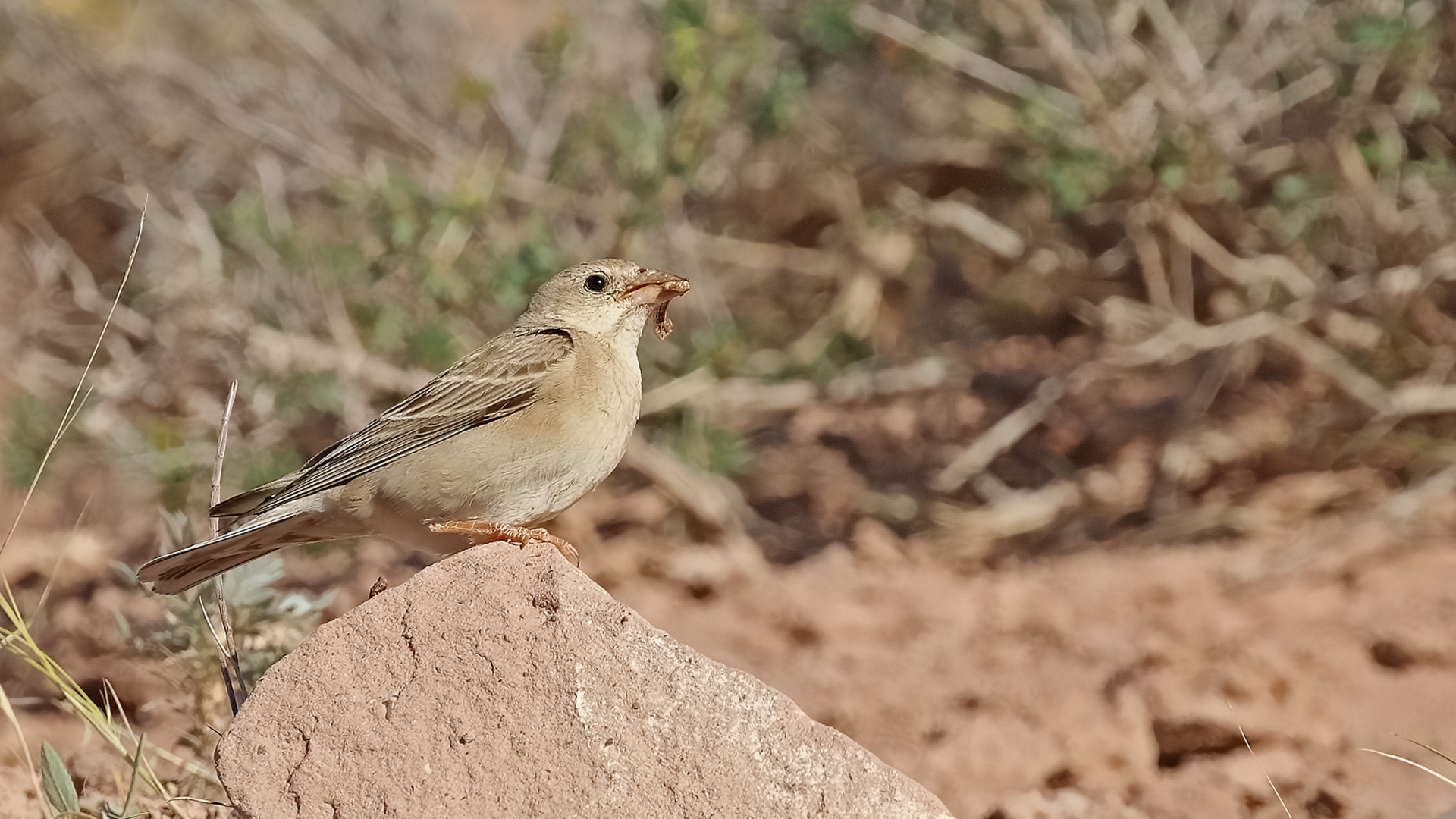 Pale Rockfinch