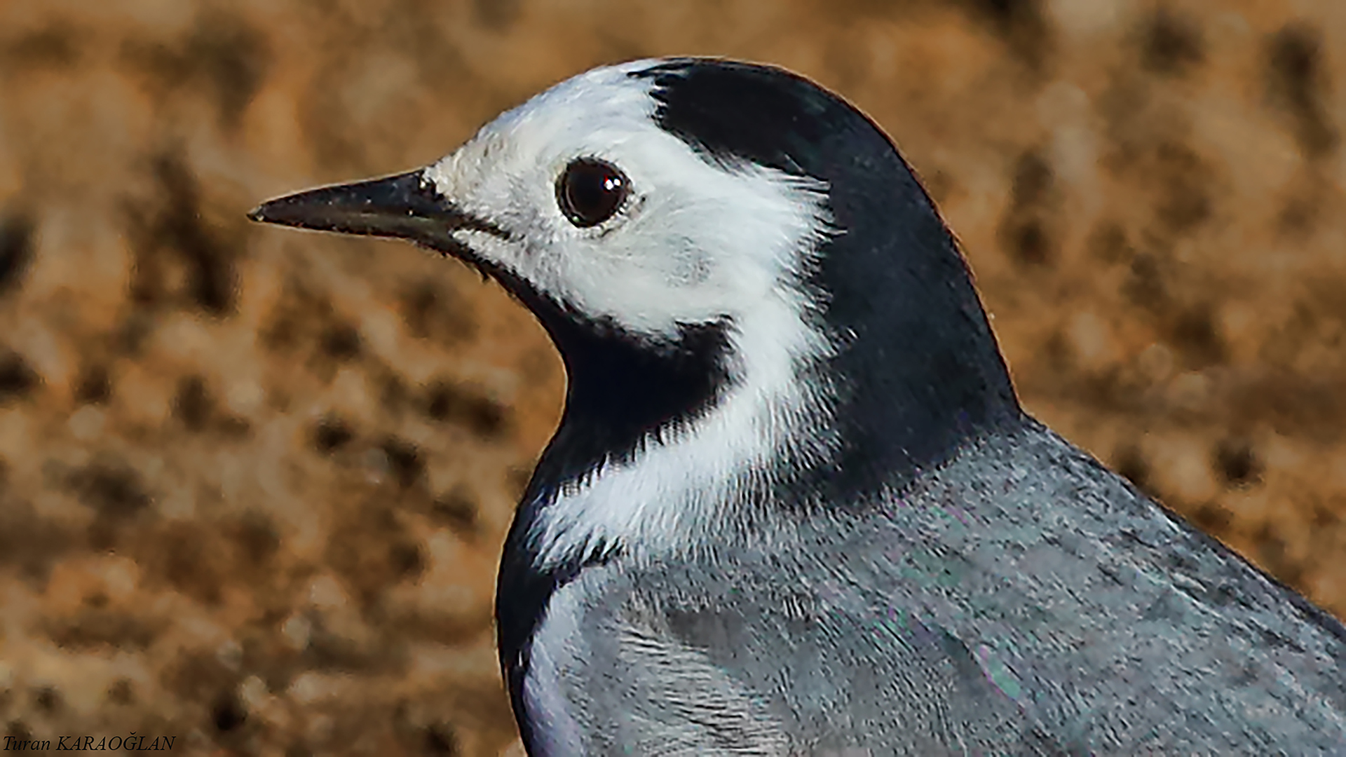 White Wagtail