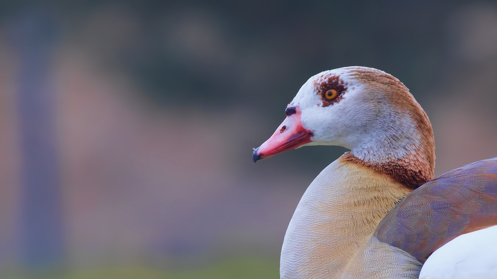 Egyptian Goose