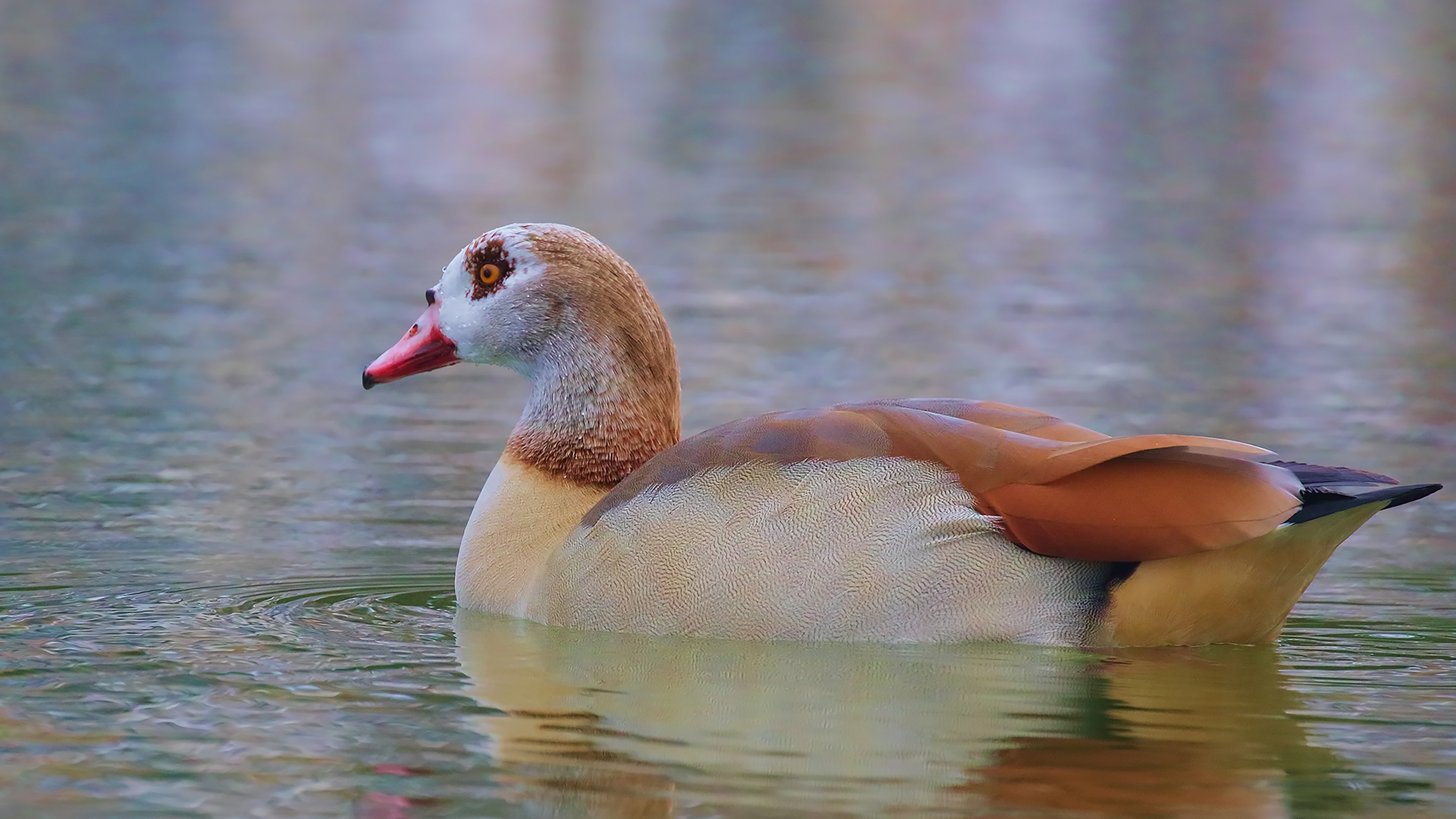 Egyptian Goose