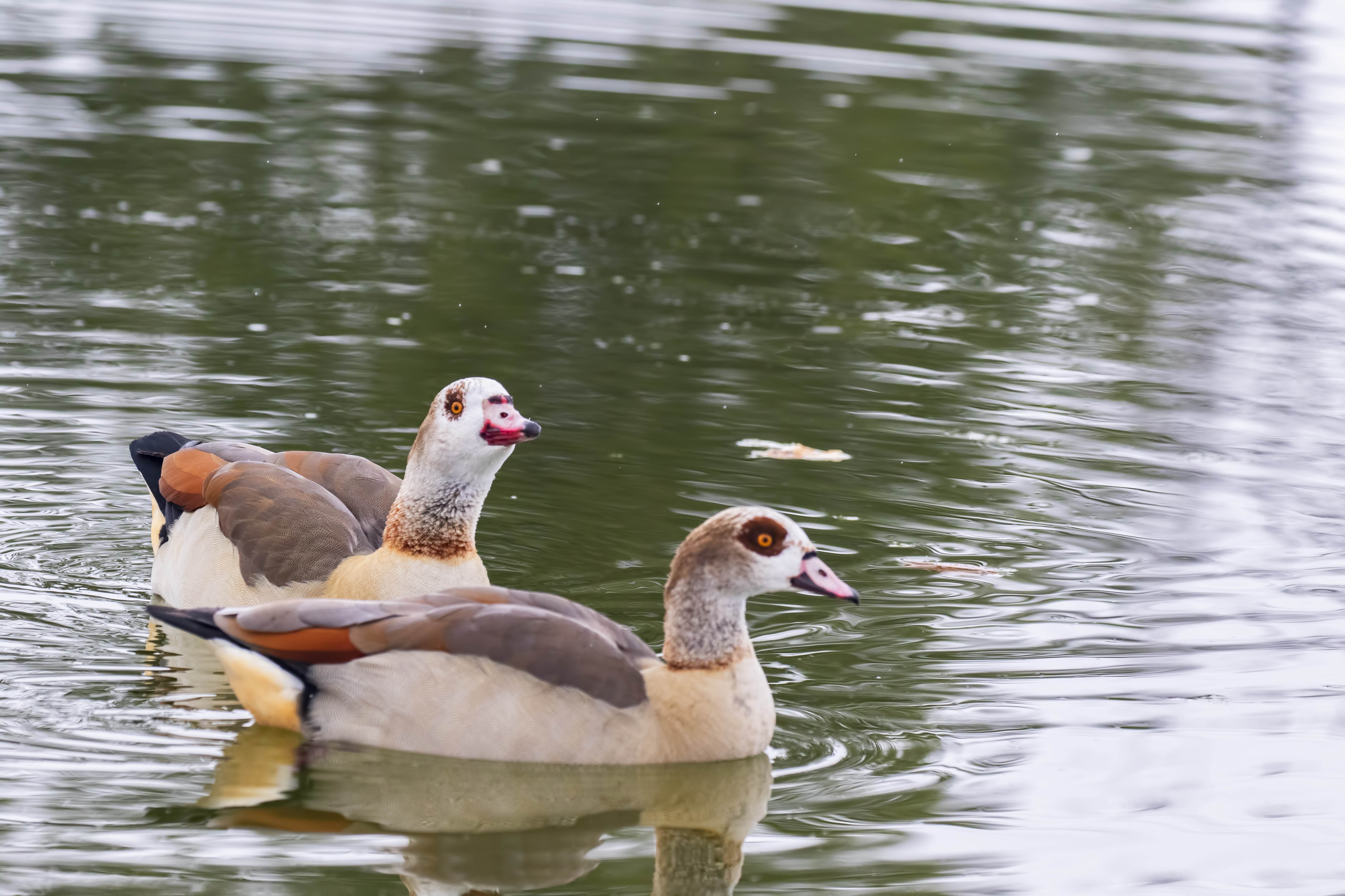 Egyptian Goose