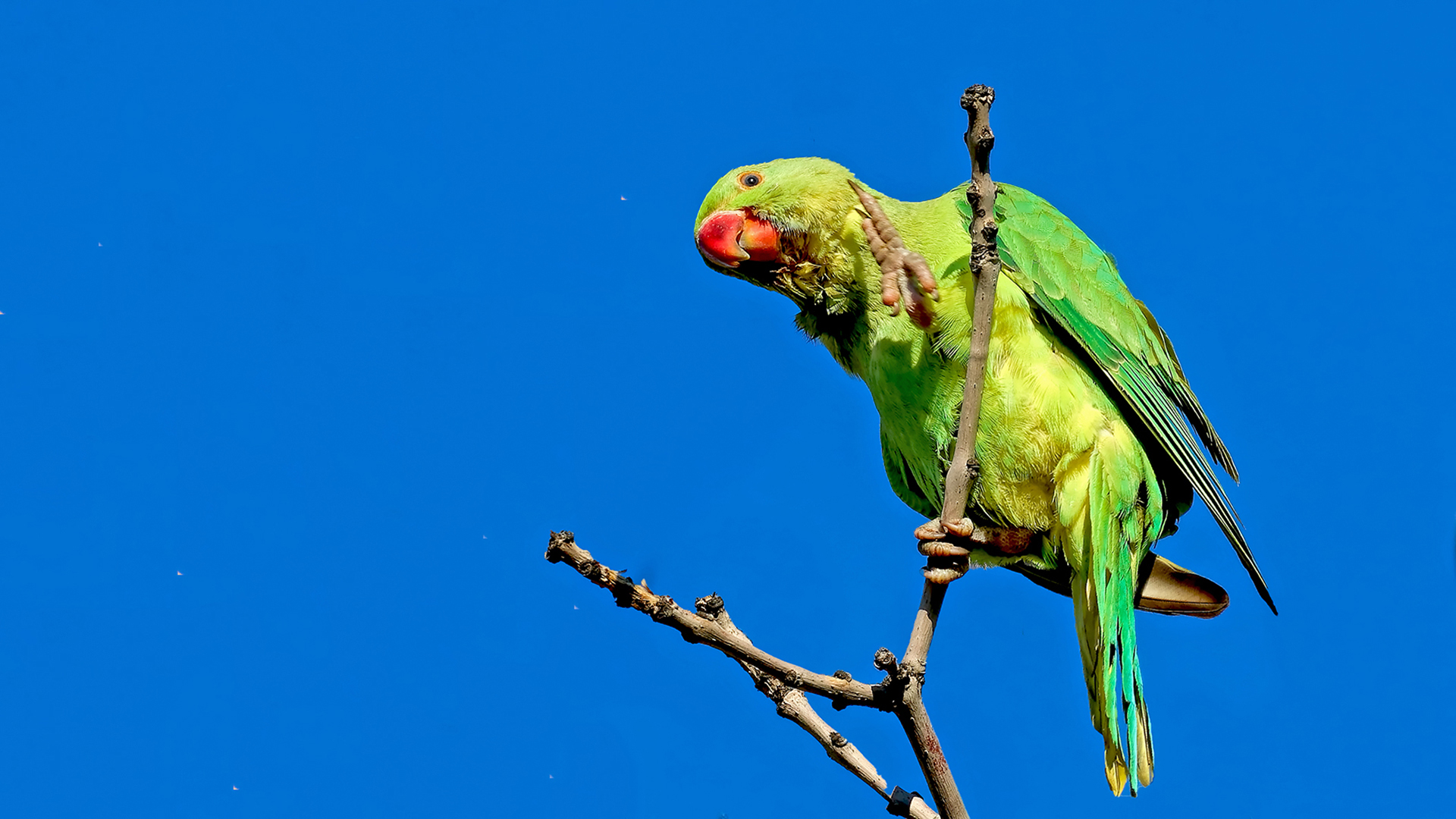 Rose-ringed Parakeet