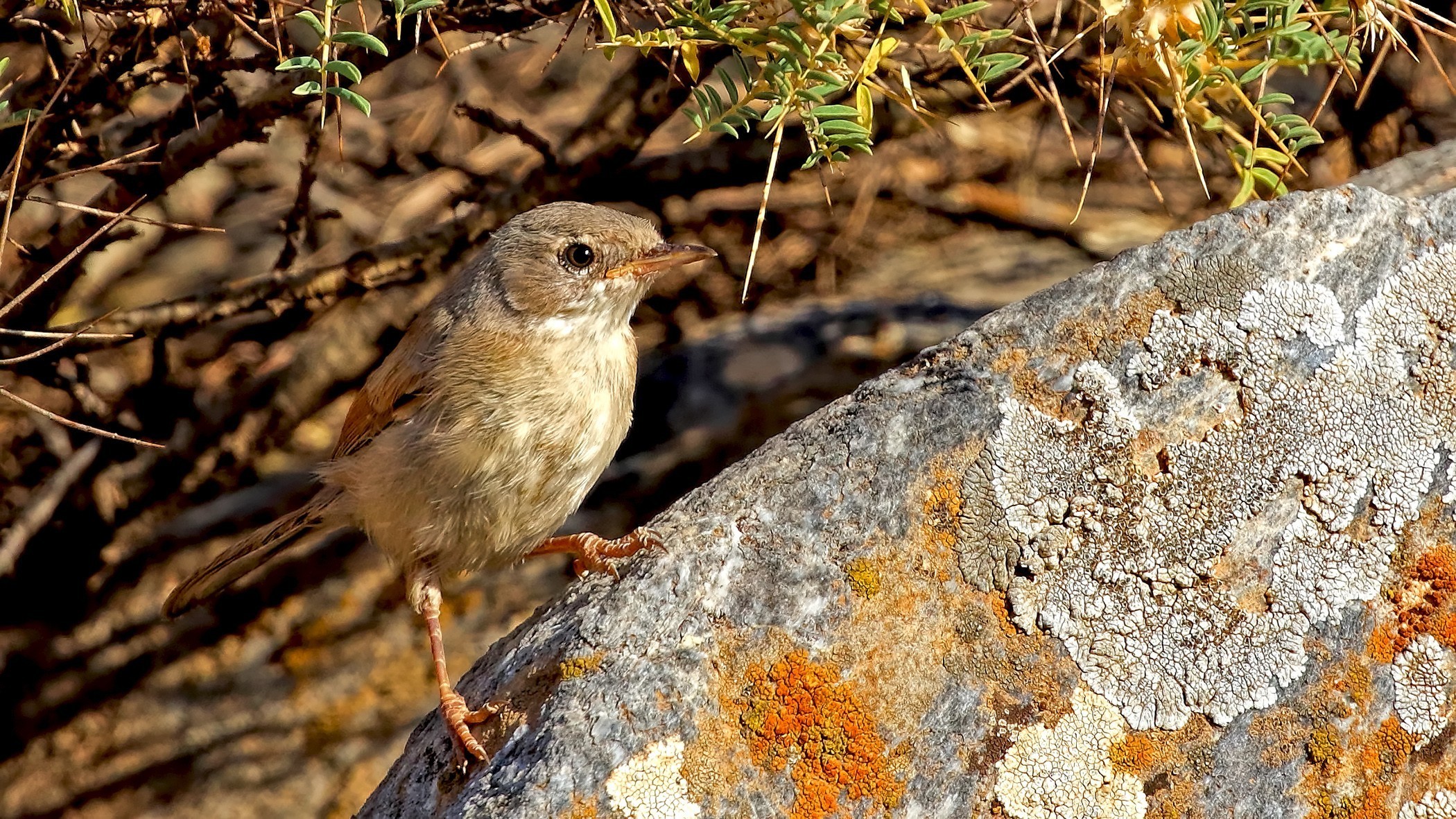 Spectacled Warbler